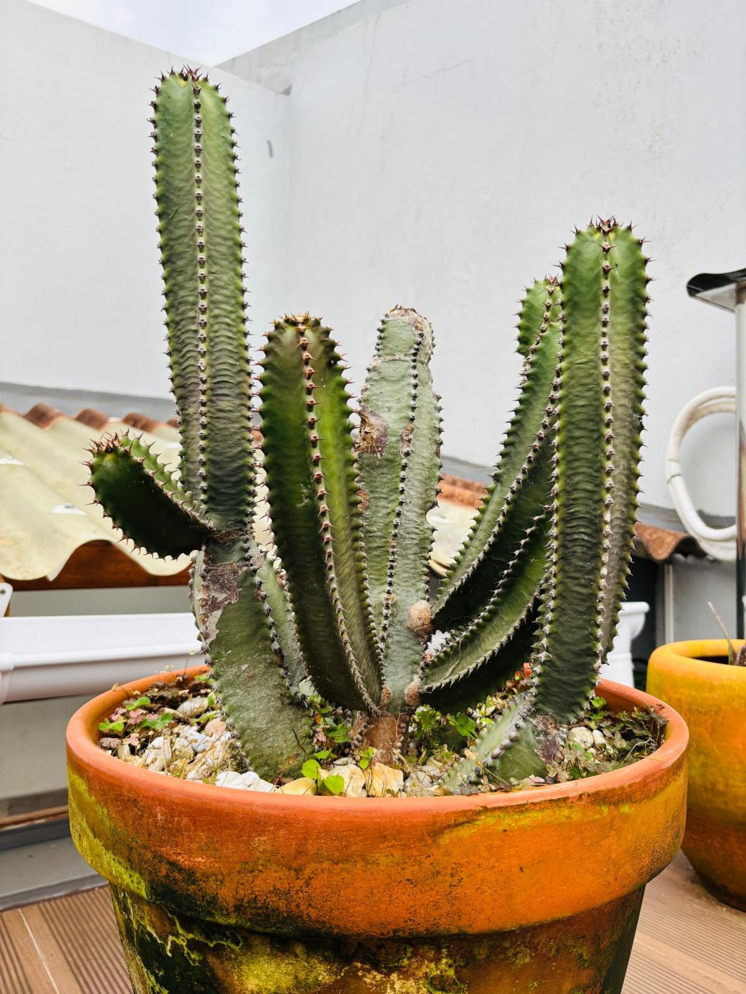 Casa Jose Do Canto
